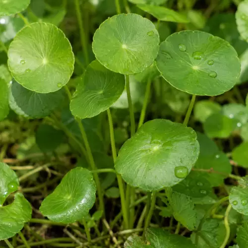 Gotu Kola / Pegagan