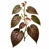 Botanical Illustration Red Betel / Daun Sirih Merah (Piper crocatum) Sirih Merah