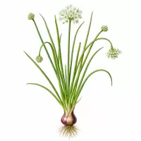 Botanical Illustration Bawang Merah / Shallot (Allium cepa var. aggregatum) Bawang Merah