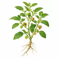 Botanical Illustration Ashwagandha (Withania somnifera) Ashwagandha