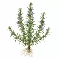 Botanical Illustration Rosemari (Salvia rosmarinus) Rosemari