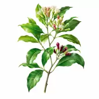 Botanical Illustration Clove / Cengkeh